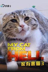 家有恶猫,揭秘猫咪的另类魅力与挑战  第1张