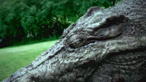 不要相信鳄鱼的眼泪,揭秘虚伪背后的真实面目