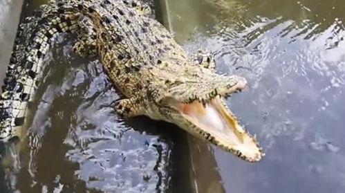 不要相信鳄鱼的眼泪,揭秘虚伪背后的真实面目  第2张