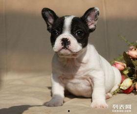 超级法国斗牛犬,勇猛与可爱的完美结合