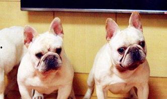 超级法国斗牛犬,勇猛与可爱的完美结合  第3张